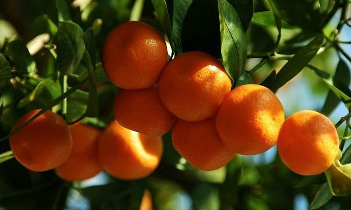 naranjas-dreamstime.jpg
