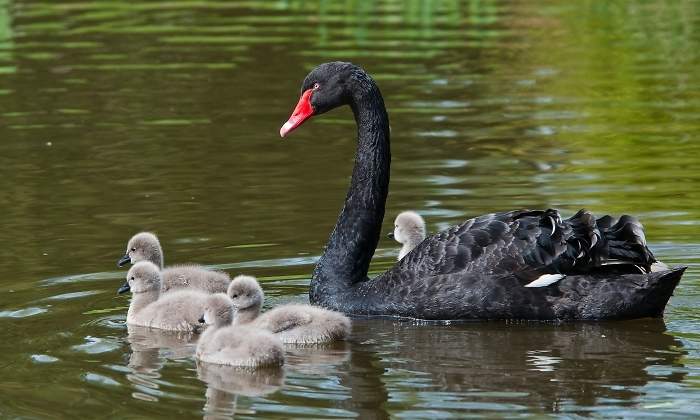 cisne-negro-pollitos.jpg