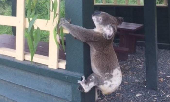 koala-muerto-facebook-koala-rescue-queensland.jpg