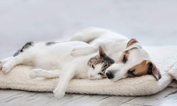 Gato-y-perro-durmiendo-juntos.jpg