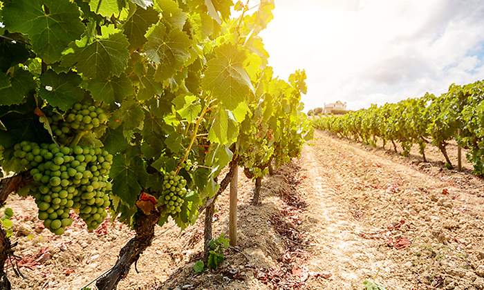 Campo-de-vinas-con-uvas-para-vino.jpg
