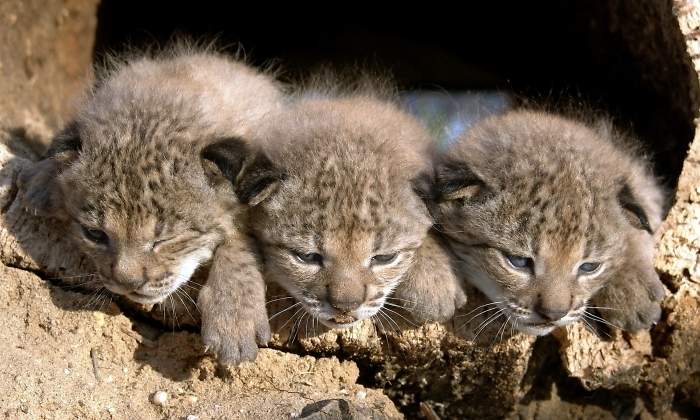 lince-iberico-cria-reuters.jpg