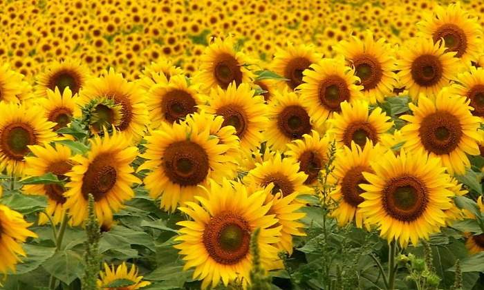 Girasoles