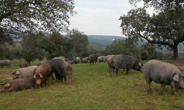 cerdo-iberico-2.jpg