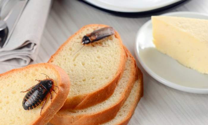 cucarachas.cocina-dreamsitme.jpg