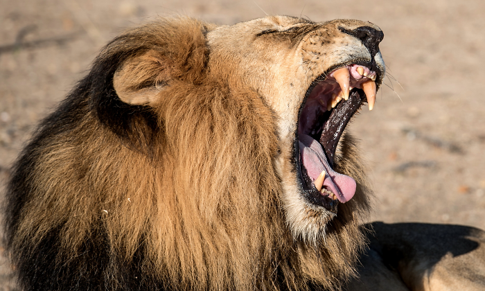 leon-ruge-dreamstime.png