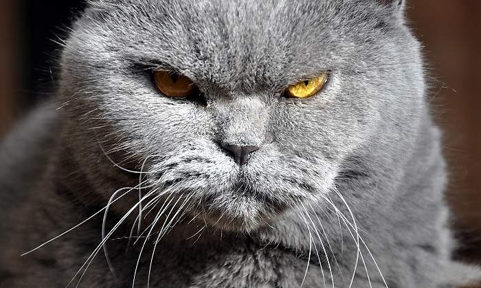 Gato-enfadado.jpg