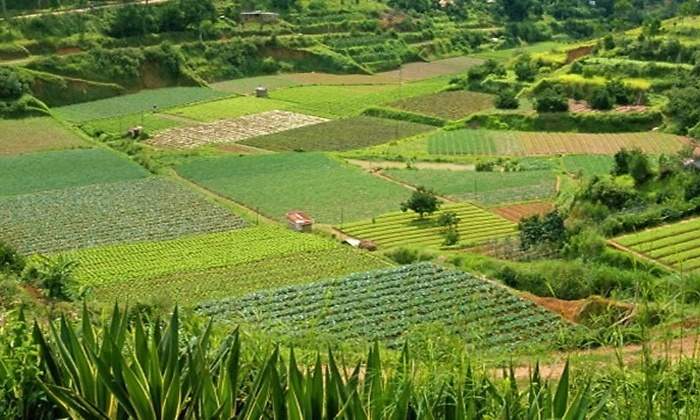 agro cultivosjpg