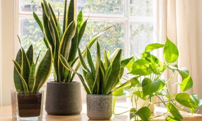 plantas-casa-interior.jpg