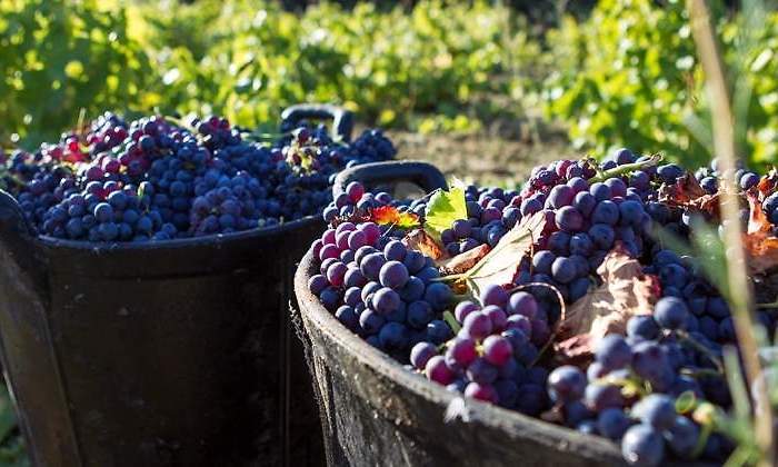 uva-vino-vid-ee.jpg