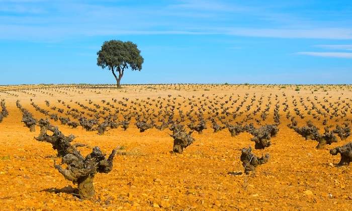 vinas-mancha-dreams.jpg