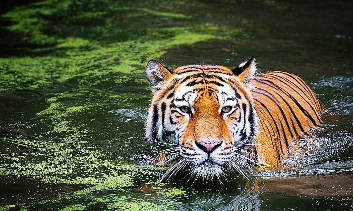 tigre.jpg