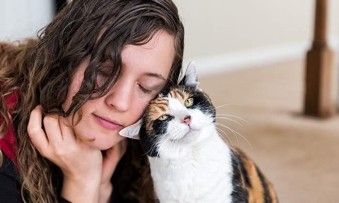 Un-gato-tricolor-acariciando-a-una-chica-con-su-cabeza-iStock.jpg