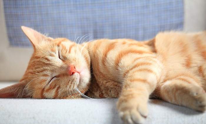 Gato-de-tonos-naranjas-durmiendo-iStock.jpg