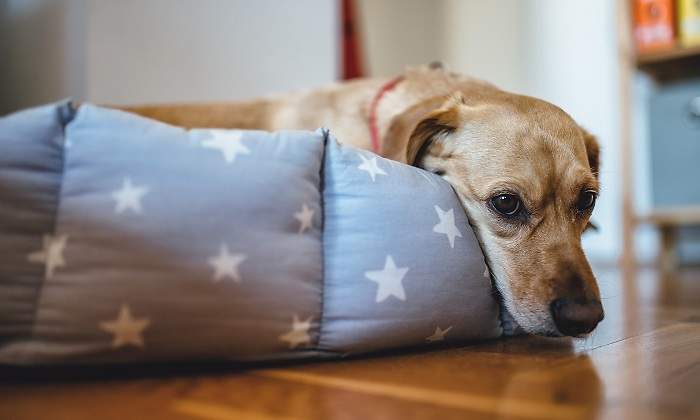 Perro-aburrido-en-su-cama-iStock.jpg