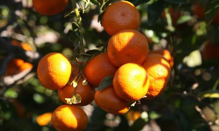 Mandarinas GUILLERMO LUCAS