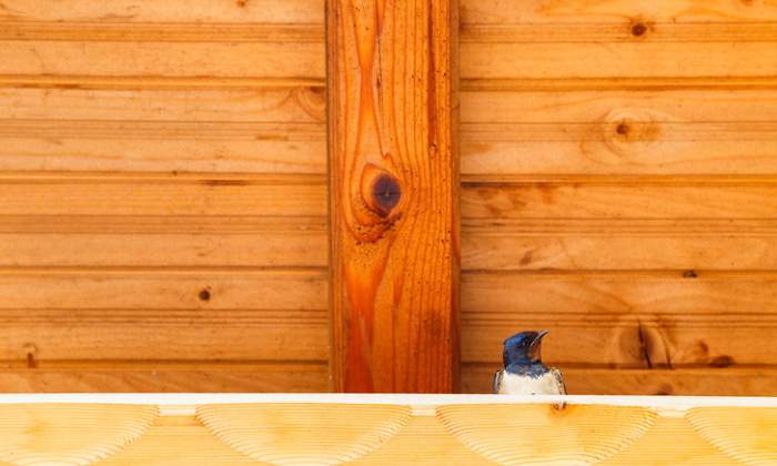 madera-refugio-pajaro-dreams.jpg