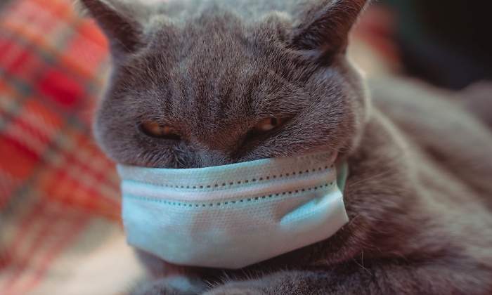 gatos-mascotas-covid-19.jpg