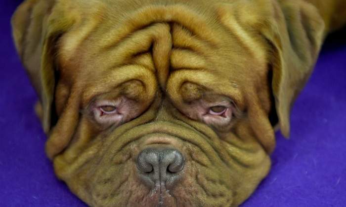 dogo-burdeos-getty.jpg