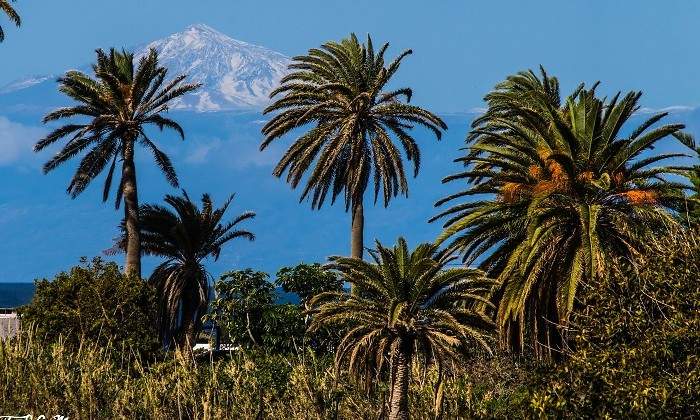 tenerife.jpg