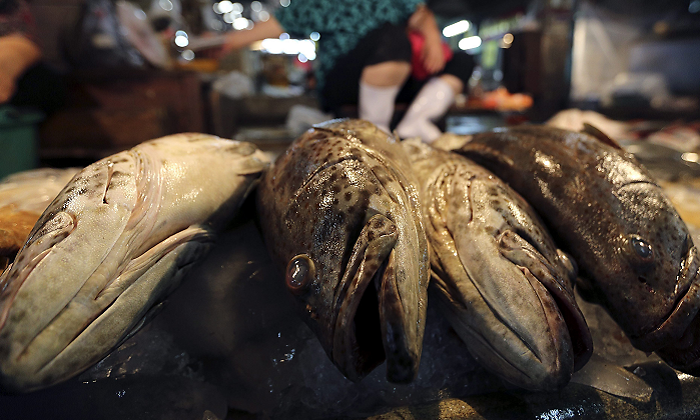 peces-efe.png