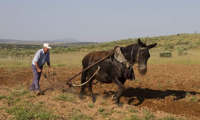 agricultor-mula-extremadura.jpg