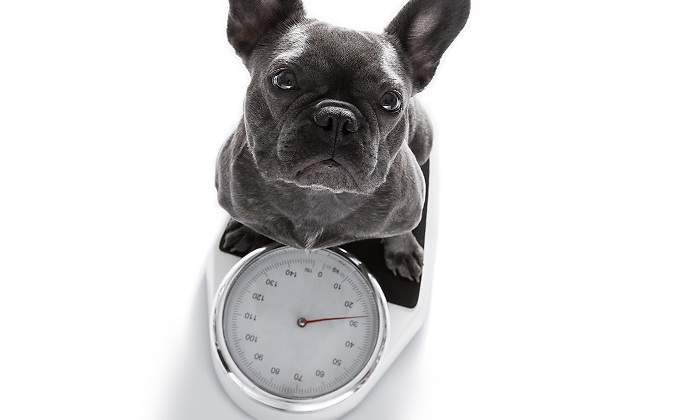 Bulldog-encima-de-una-bascula-iStock.jpg