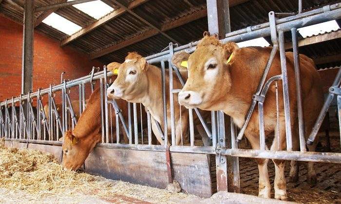 vacas-comiendo.jpg