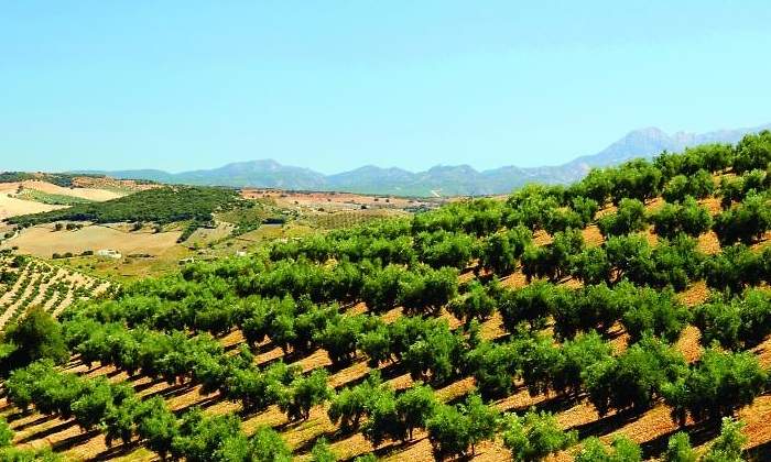 olivos.jpg