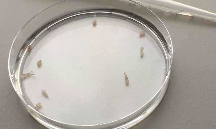 bacteria.png