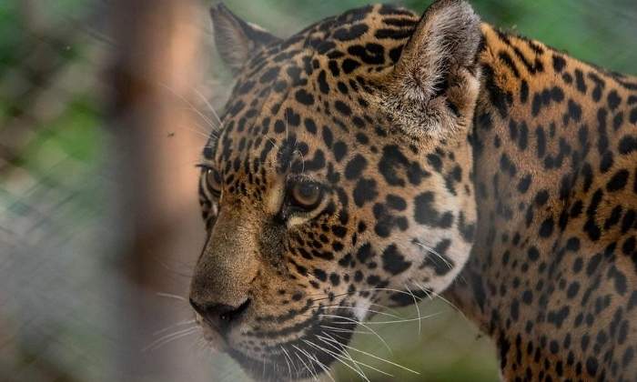 Jaguar-argentino-Reuters.jpg