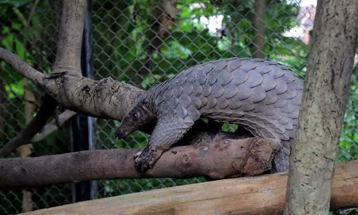 pangolin-coronavirus-getty.jpg