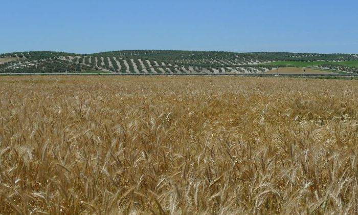 cereales-tritordeum-770.jpg