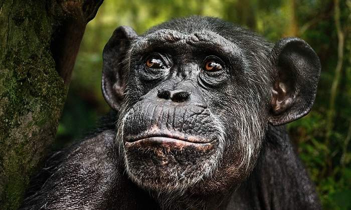 Un-chimpace-de-piel-oscura-iStock.jpg