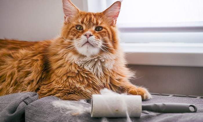 Gato-grande-que-suelta-mucho-pelo-iStock.jpg