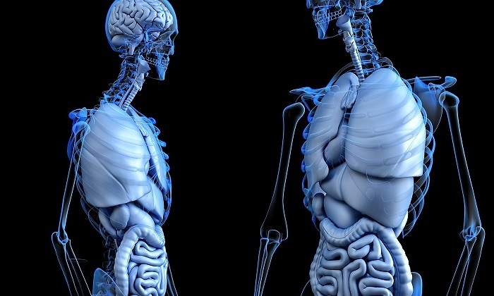 anatomical-2261006_1920.jpg