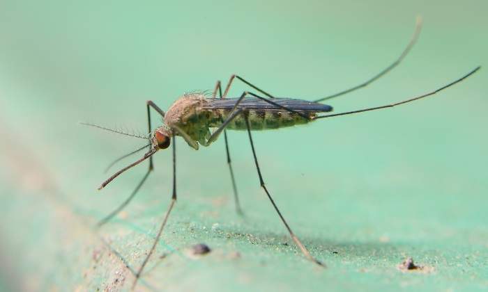 mosquito-culex-dreamstime.jpg