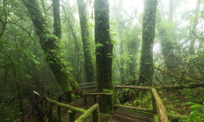 Jungla