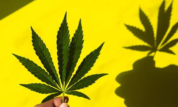 cannabis-getty.jpg