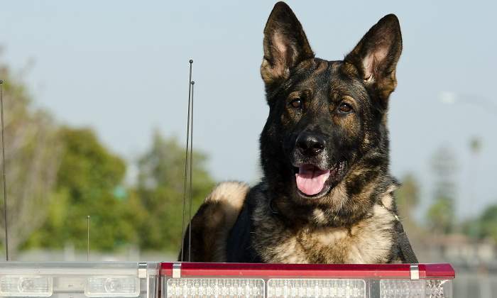 perro-policia-dreamstime.jpg
