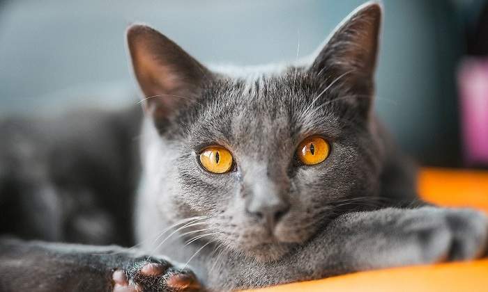 Gato-de-raza-chartreux-acostado-iStock.jpg