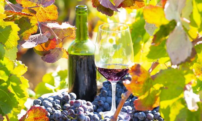vinos-uvas.jpg