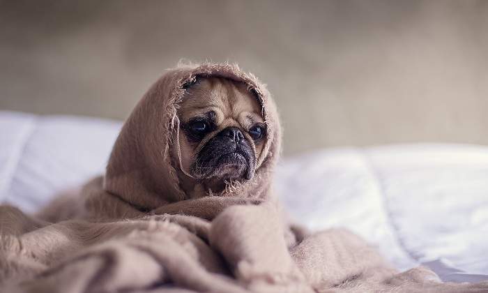 pug-1210025_1920.jpg