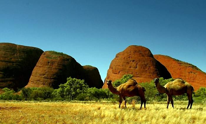 camellos-australia-reuters.jpg