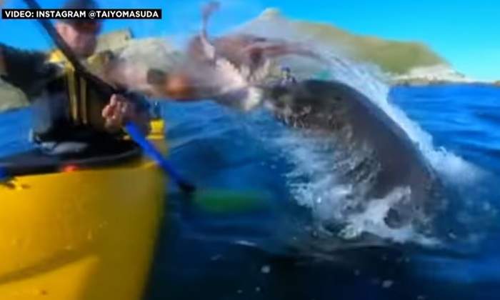 foca-pulpo-video.jpg