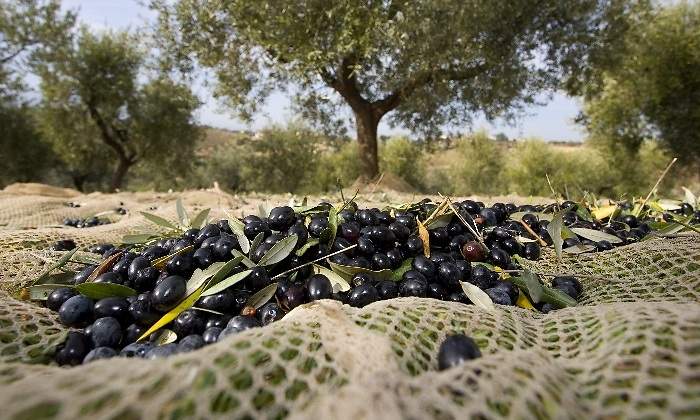 aceitunas-olivar-istock-770x420.jpg