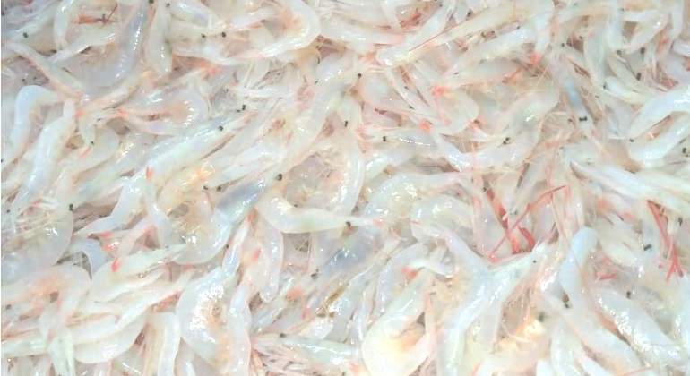 Gambas de cristal.