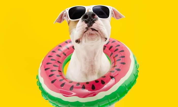 paradores-espana-hoteles-mascotas-perros.jpg