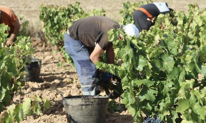 campo-trabajadores-EFE.jpg