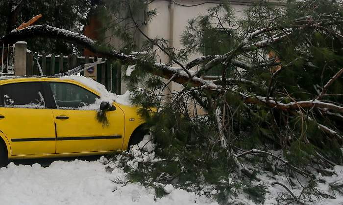 coche-arbol-danos-filomena-ep.jpg